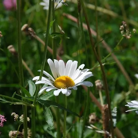Chesa Arnica A1 لا بانت شاموس سي إتش