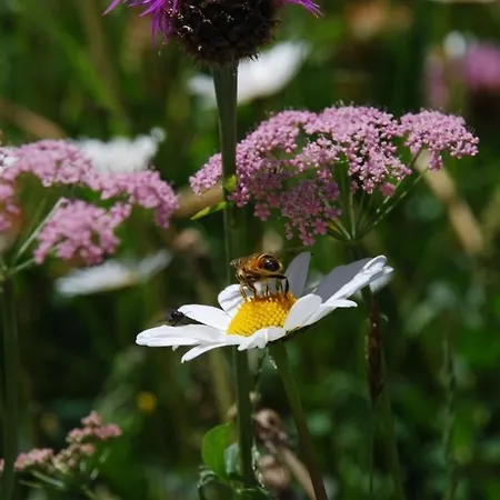 Chesa Arnica A1 Apartment La Punt-Chamues-ch